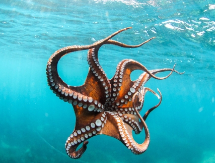 octopus photography