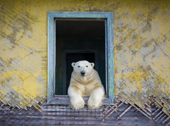 Use leading lines, shapes, and colors to draw attention to the animal and create a sense of depth and dimension in your photo.