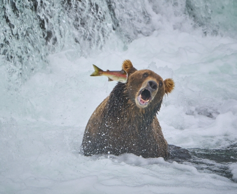 2022 wildlife comedy photos