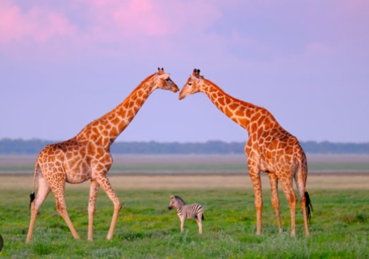 african animal photographer