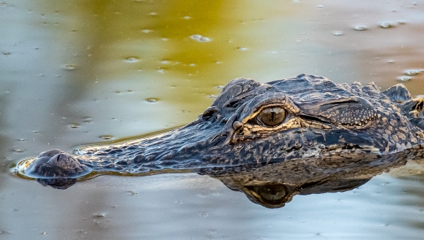 alligator photography