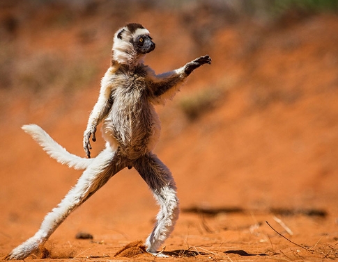 amazing animal photography