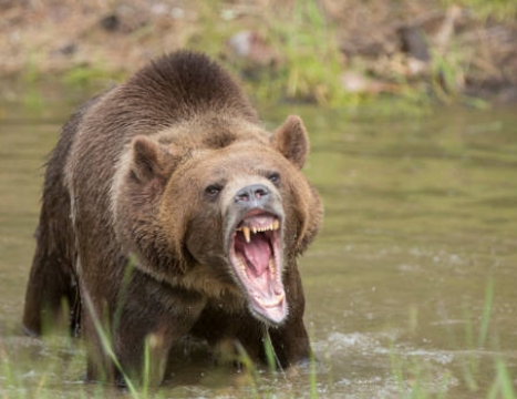 angry bear photography