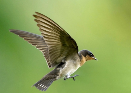 animal bird photo