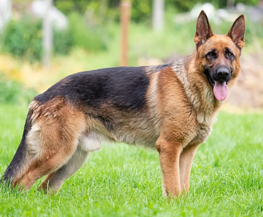 animal dog photo