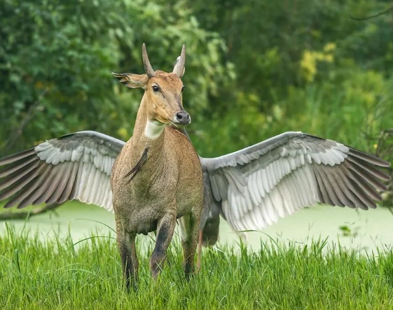 animal comedy photos 2022