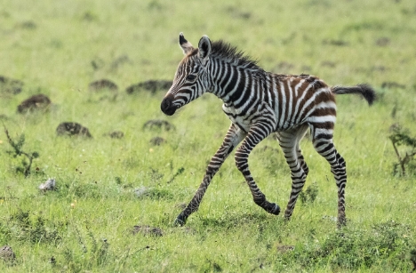 zebra photography