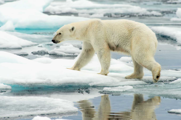 polar bear photo