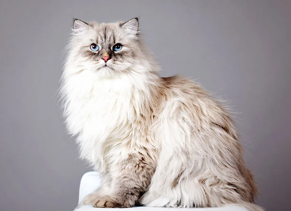 professional cat photography near me