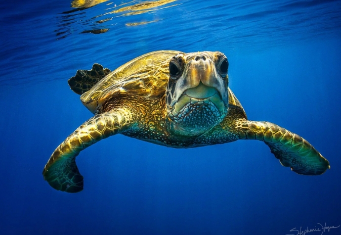 sea turtle photography