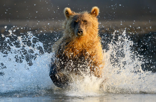 selling wildlife photos