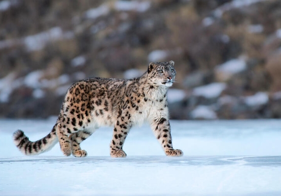 snow leopard photo