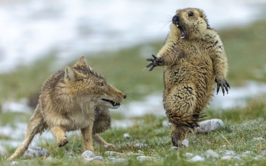 2019 wildlife photo of the year