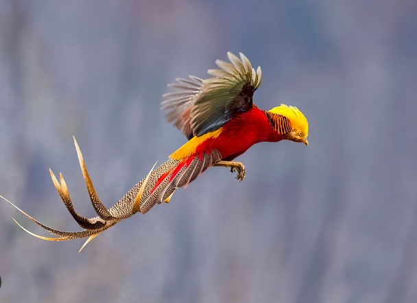 10 birds photos