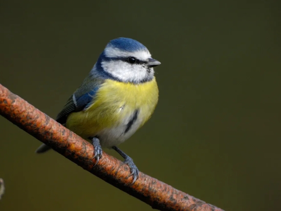 10 birds photo