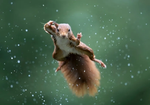 2022 wildlife comedy