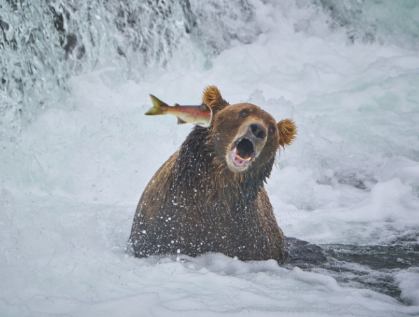 2022 comedy wildlife photos