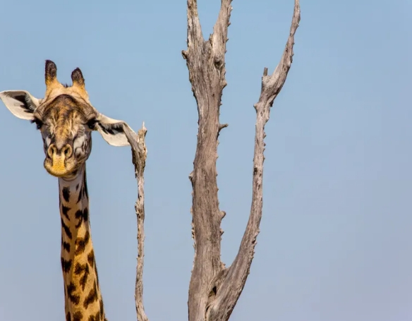 2022 comedy wildlife