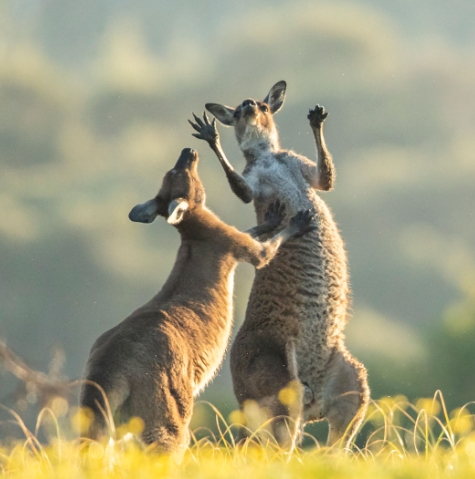 2022 funny animal photos