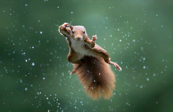 2022 best wildlife photos