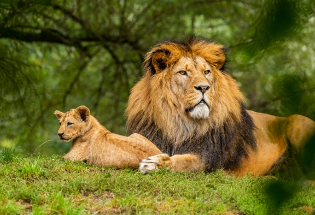 wildlife portraits