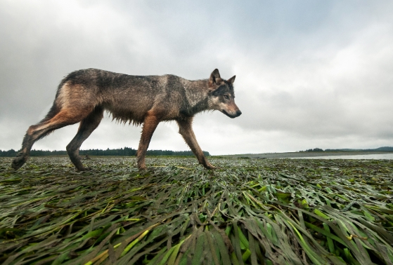 bertie gregory wildlife photography
