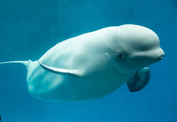 beluga whale photography