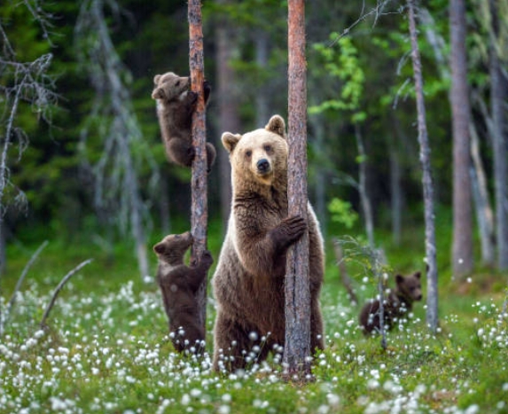 animal portrait photo