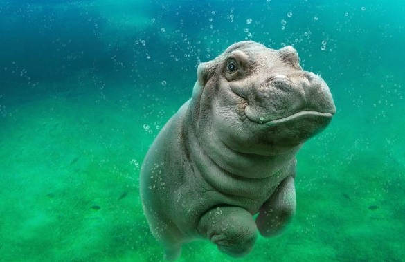 animal planet photos