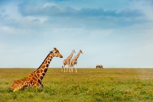 animals in nature photos