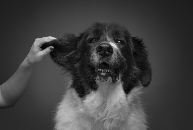 black and white dog photography
