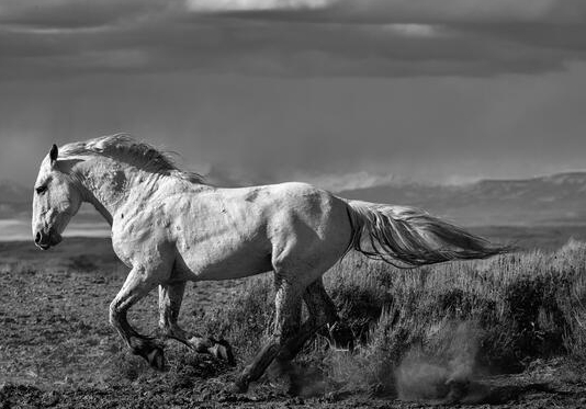 black and white wild horse photography