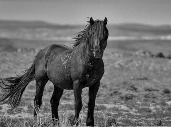 black and white whale photography