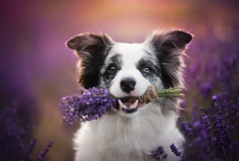 best dog photographers
