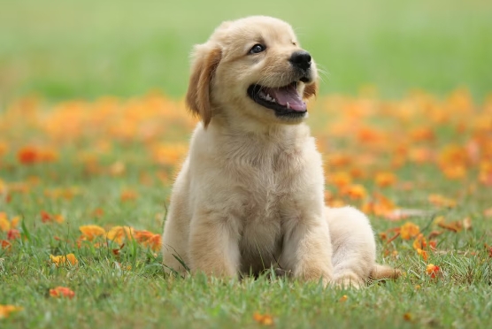 best cute dog photos