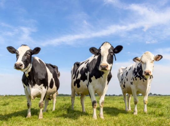 best cow photo