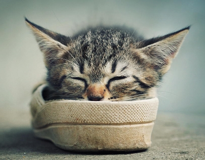 best cat photography