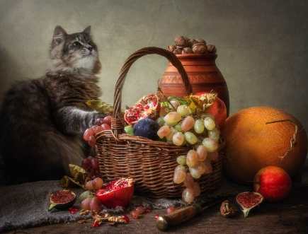 animal still life photography