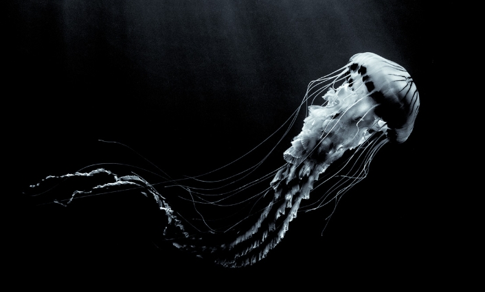 black and white jellyfish photography