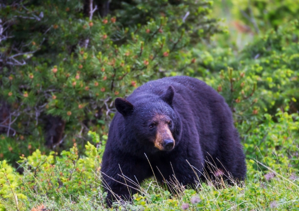 black bear photographs
