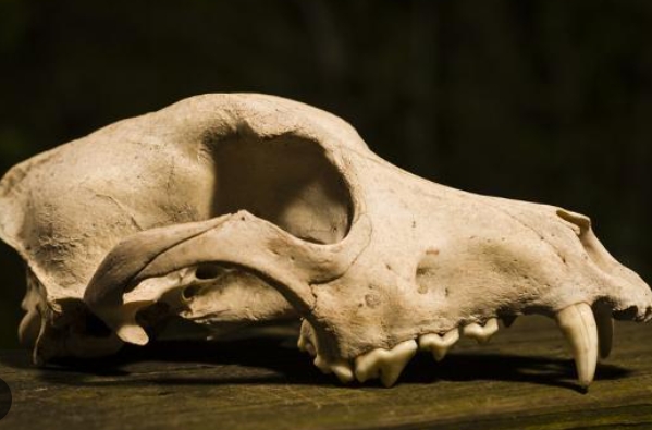 animal skull photography