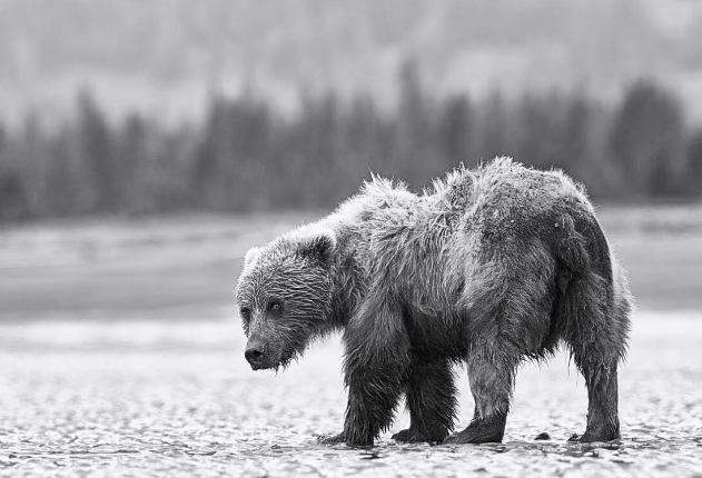 black and white grizzly bear photo