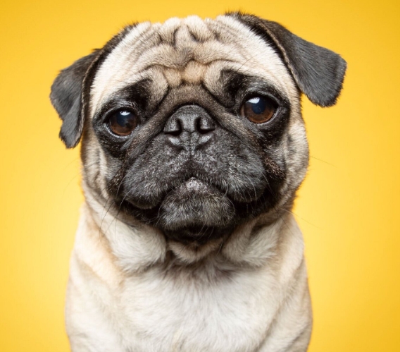 animal professional photography