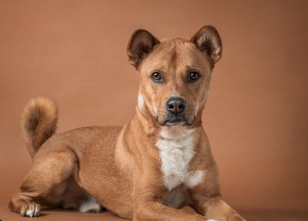 animal shelter photographer