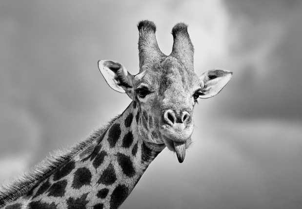 black and white giraffe photography