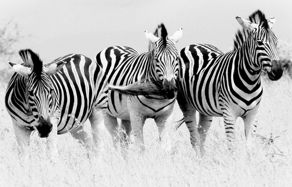black and white zebra photography