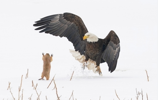 best wildlife photos 2021