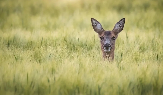 best wildlife photos 2020