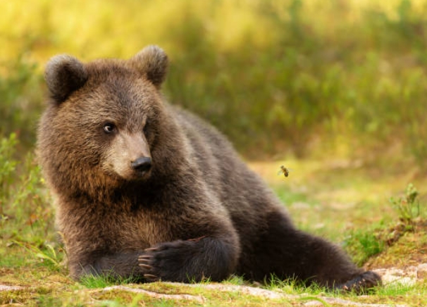 bear and bee photography