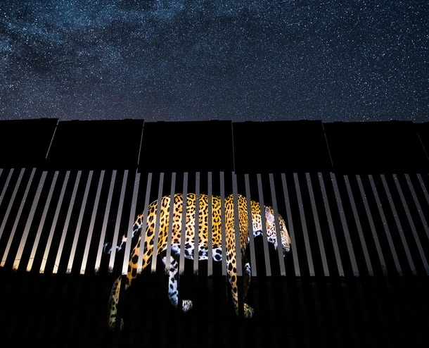 best wildlife photos 2019